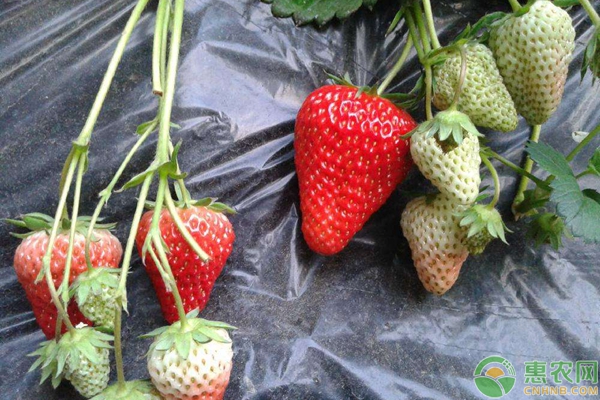 草莓种植脱贫致富